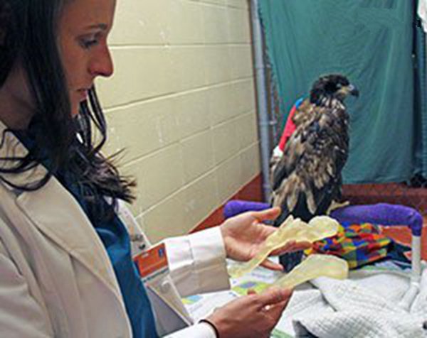 受傷的雄鷹與工作人員手拿它的3D打印復制肱骨