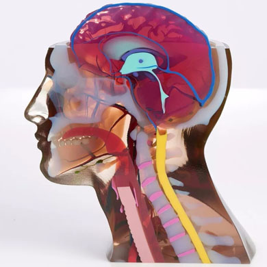 彩色3d打印人體器官醫(yī)學模型